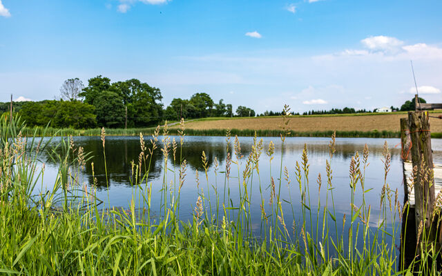 A large pond on a summer's day in the countryside